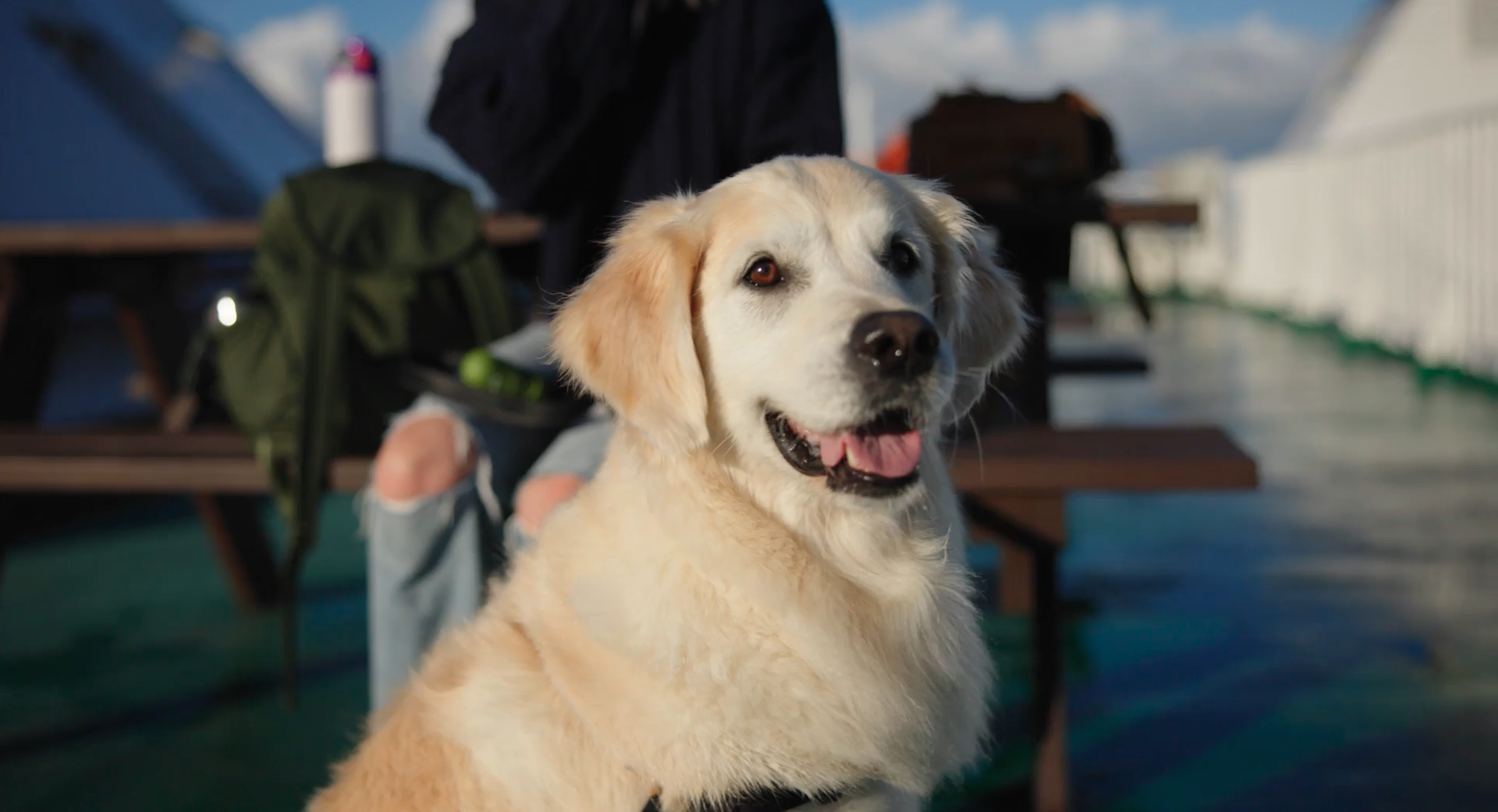 NFL - Travelling with Pets Video