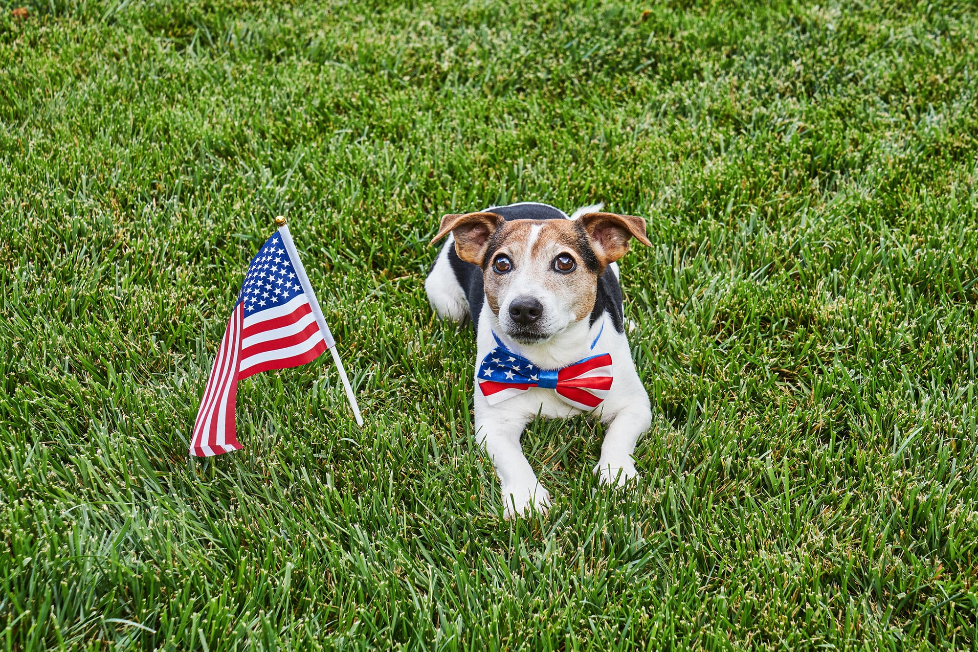Dog with US flag