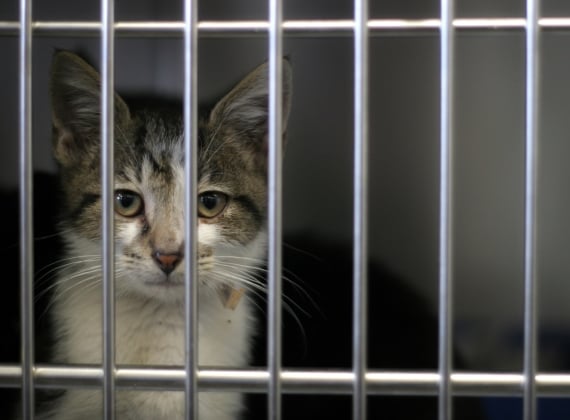 Cat in a Kennel